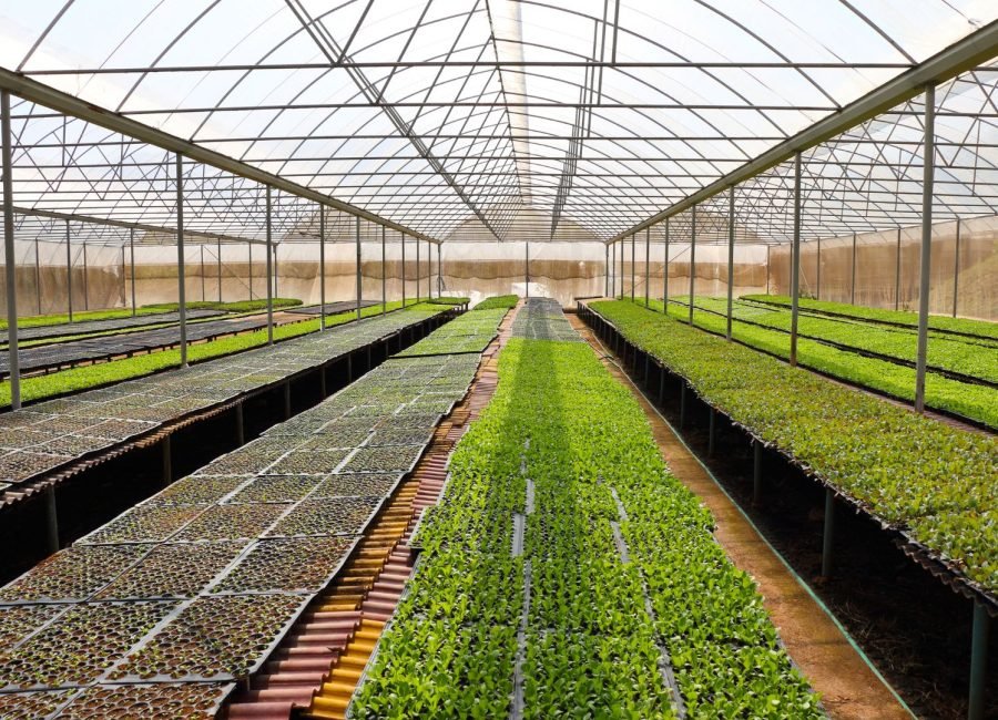 A greenhouse with seedlings in growing trays